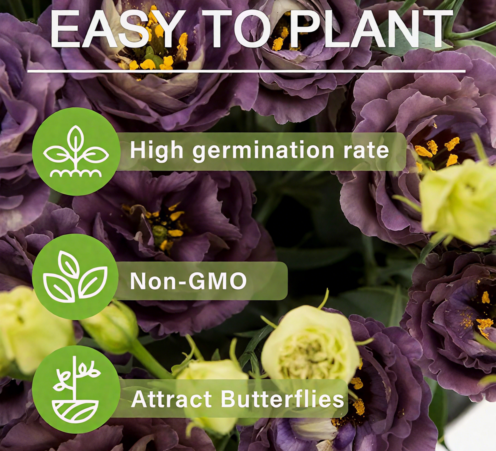 🔥🌺Low-maintenance Eustoma Flower Seeds🌈