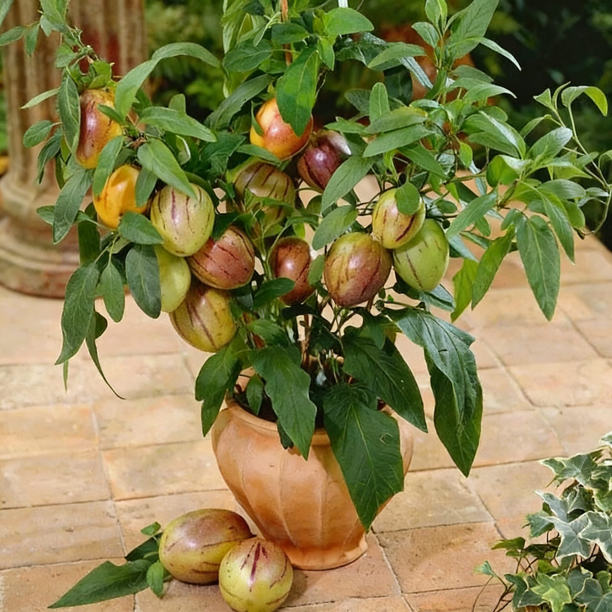 🌿Ginseng Fruit Seeds-Easy To Grow🌱