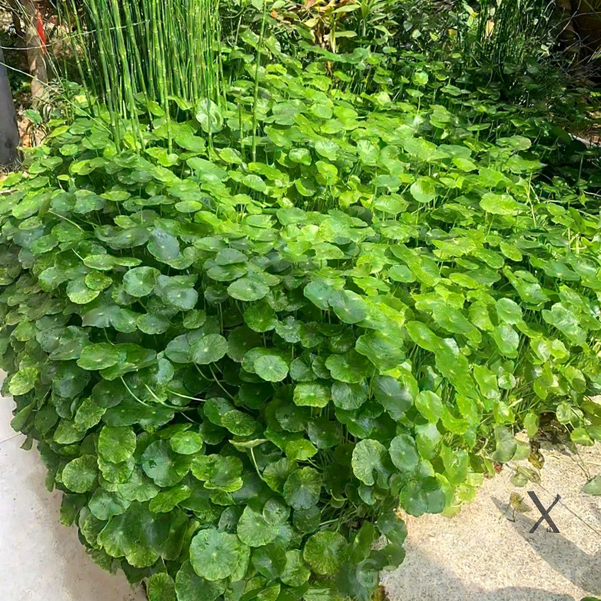 🍀Hydrocotyle Vulgaris Seeds-Copper Coin Grass