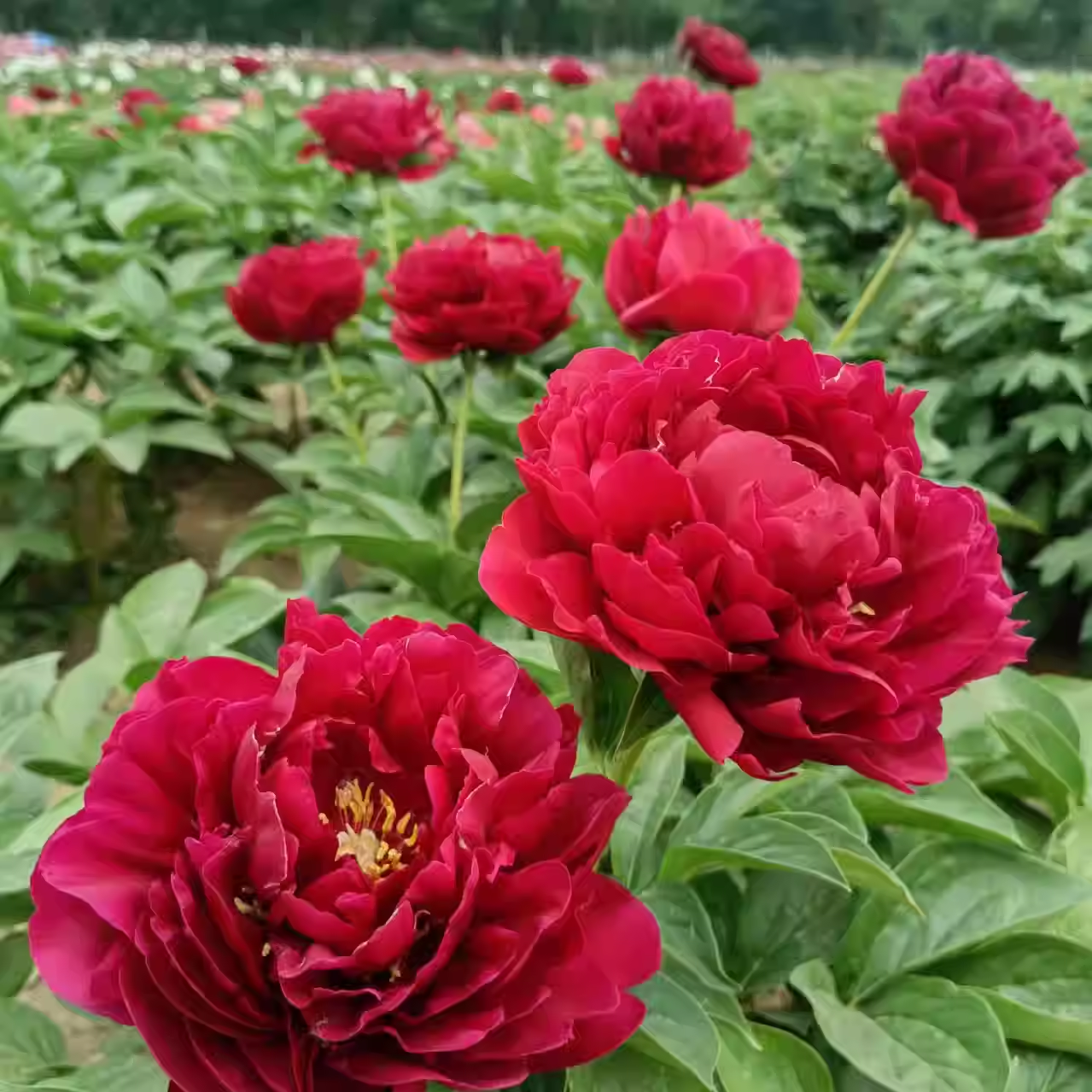 Colorful Peony Flower-Over 5 Colors.