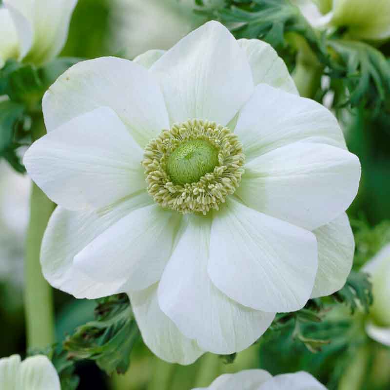 Albino Anemone Seeds