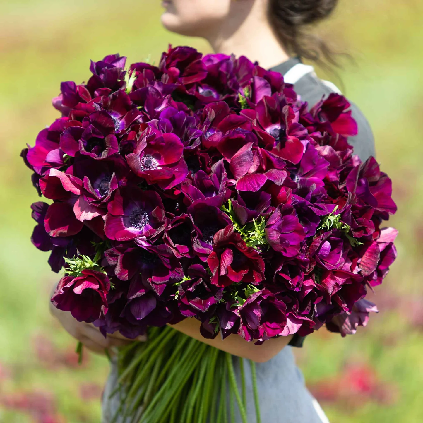 Bordeaux Anemone Seeds