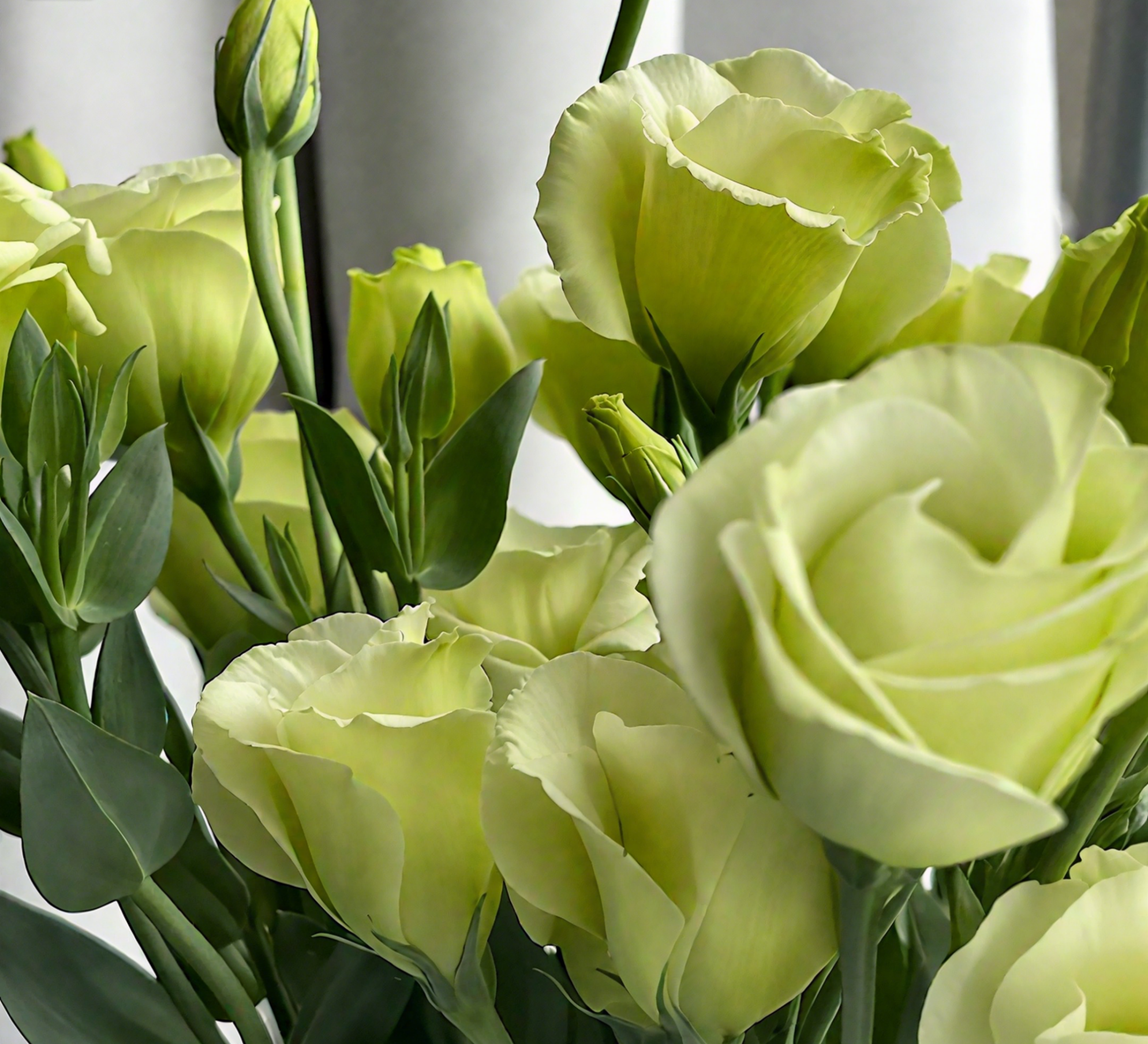 🔥🌺Low-maintenance Eustoma Flower Seeds🌈