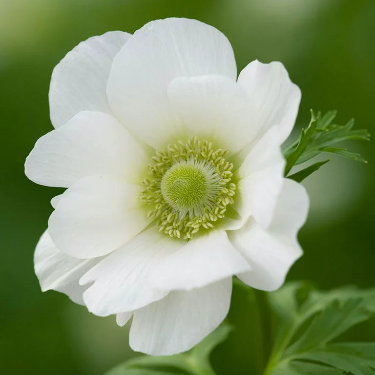 Albino Anemone Seeds
