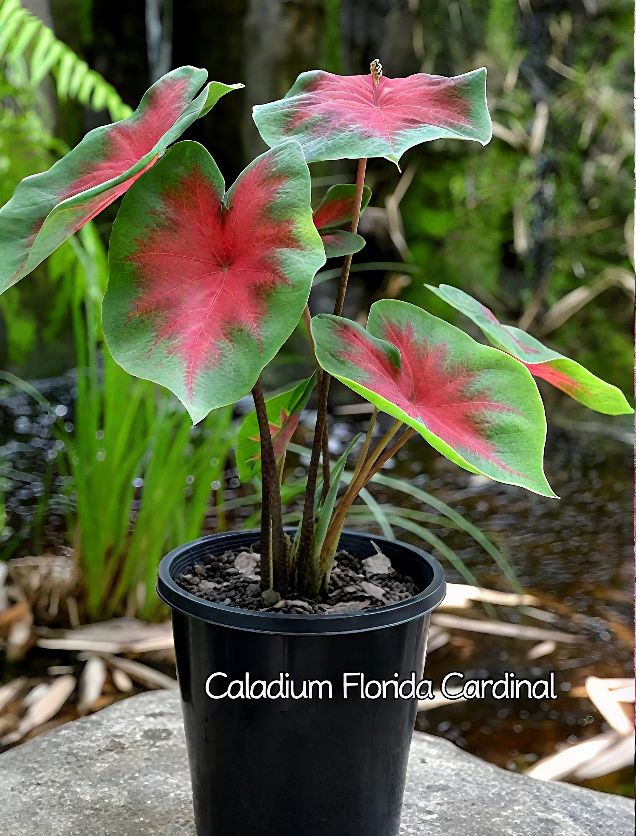 🌈 Bring Life & Color Home with Caladium – The Leaf That Inspires Joy!