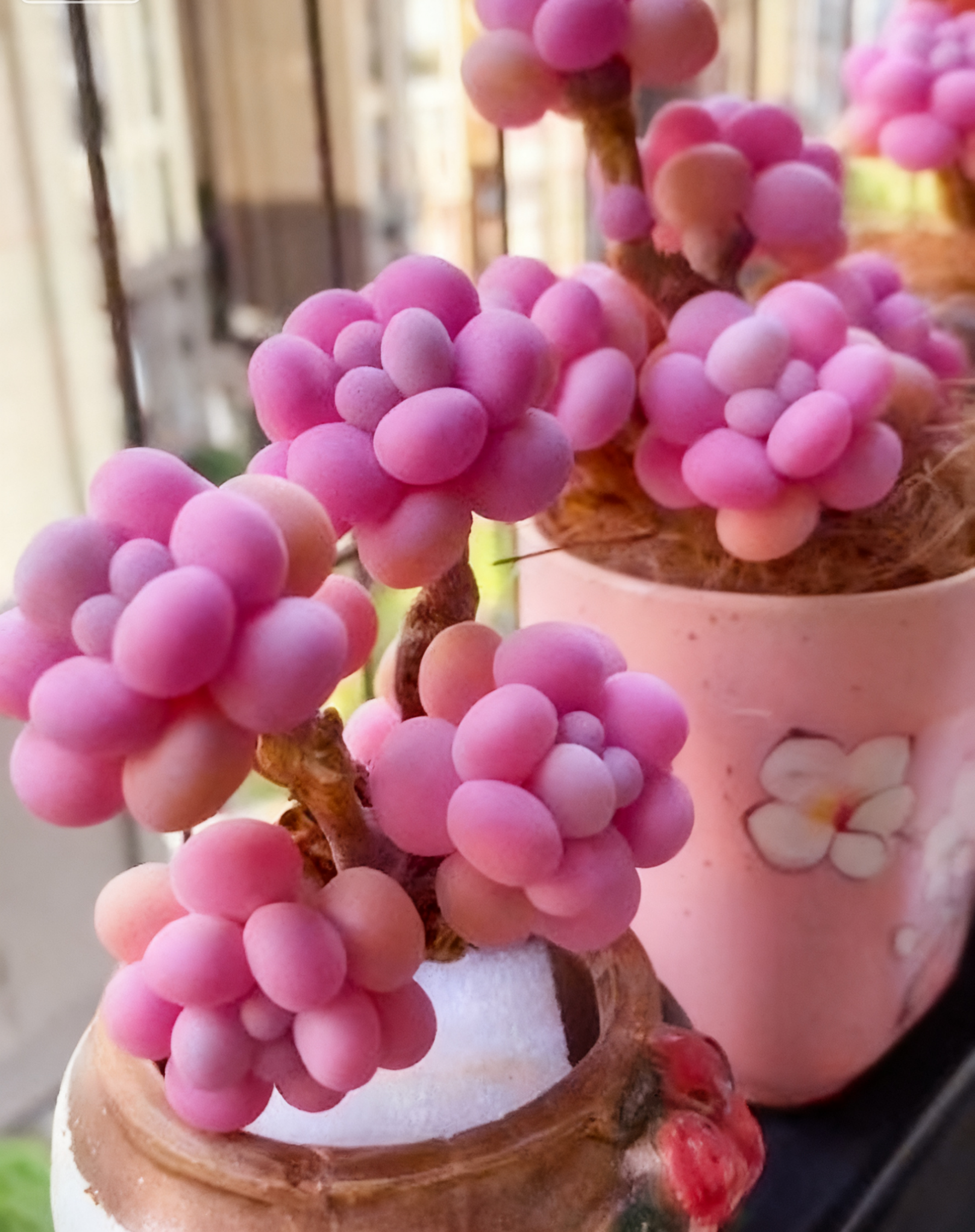 🌈 Dream Rainbow Succulent – A Touch of Color for Your Garden 🌱