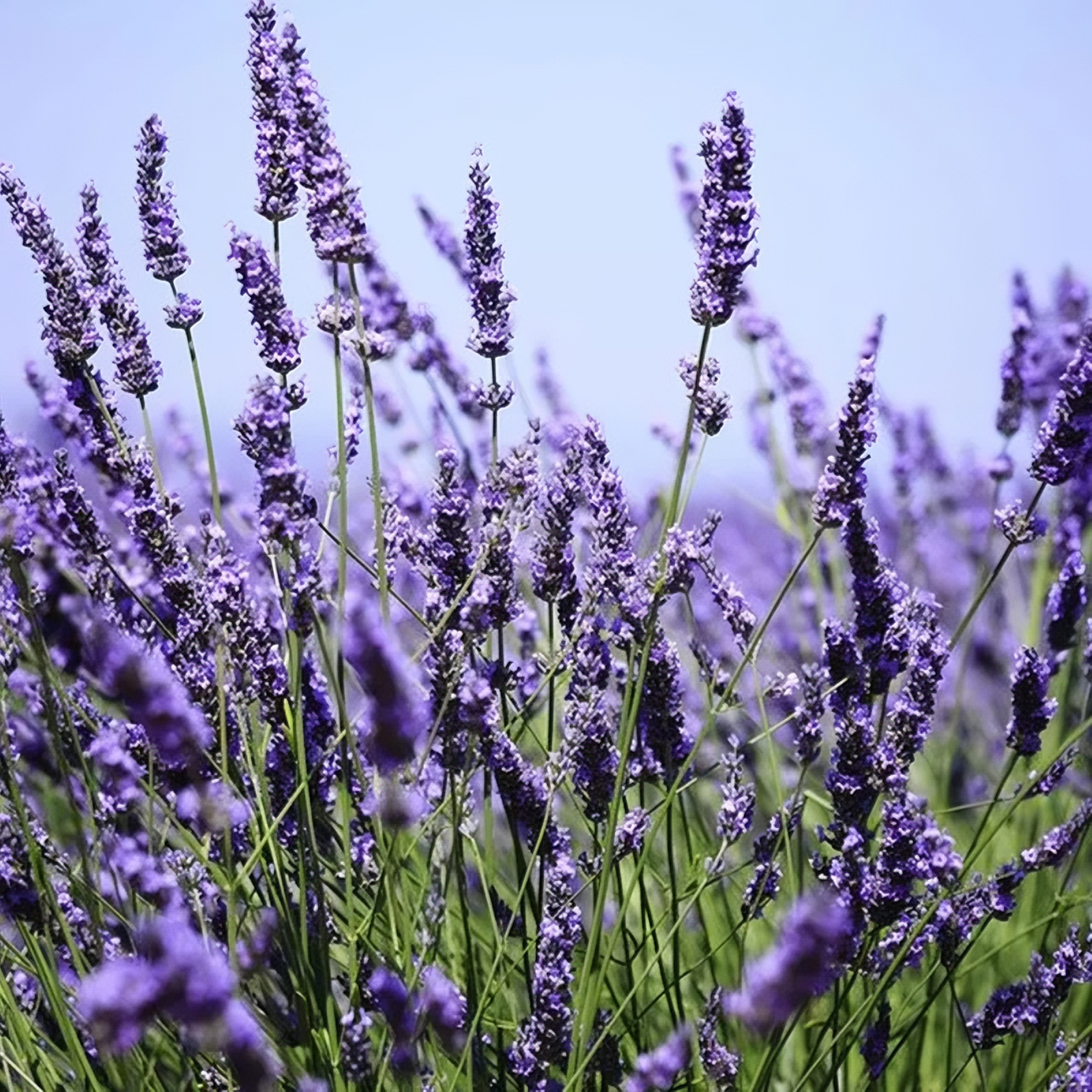 🔥Up to 50% discount🪻Lavender Herb Seeds - Perennial