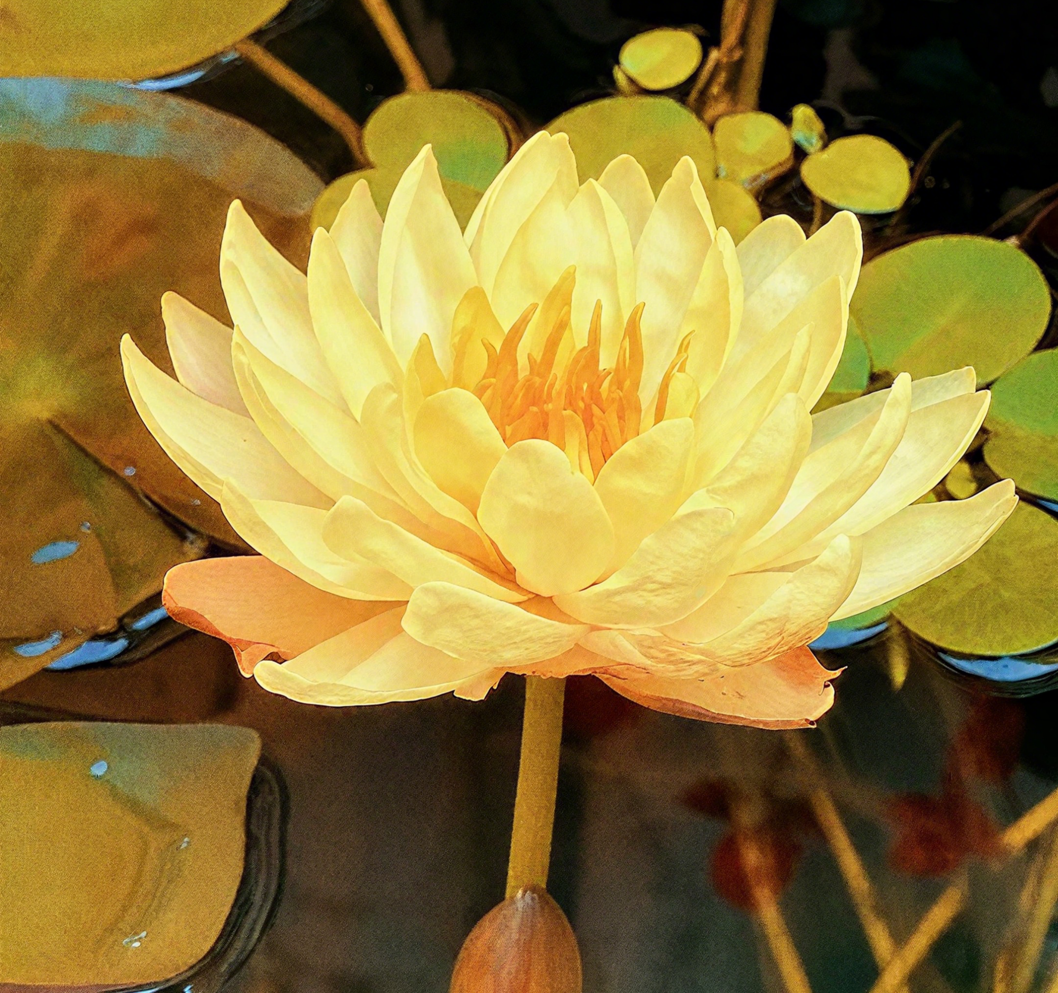 💐The Sacred Bonsai Bowl Lotus Flower Seeds