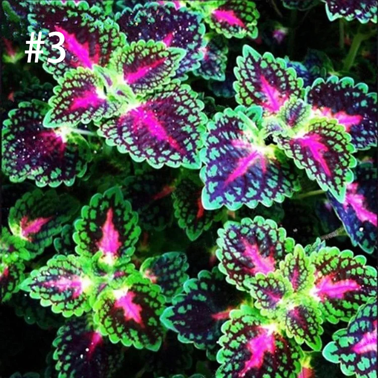Begonia Bonsai Flower Leaf Plants Rainbow Dragon Seeds Garden