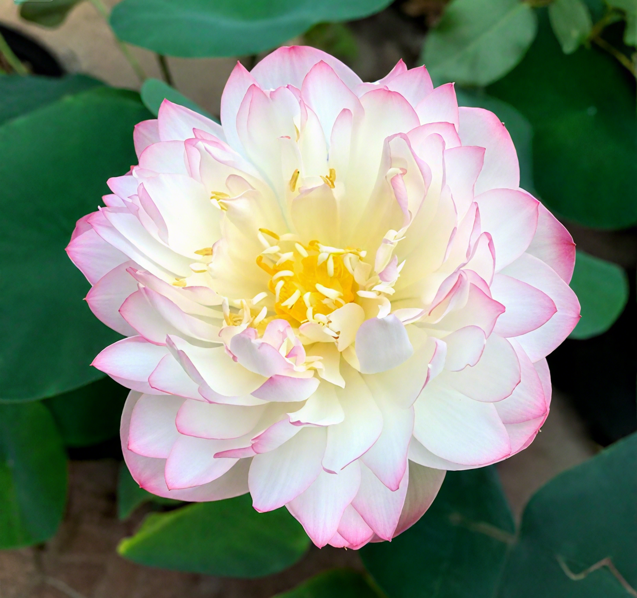 💐The Sacred Bonsai Bowl Lotus Flower Seeds