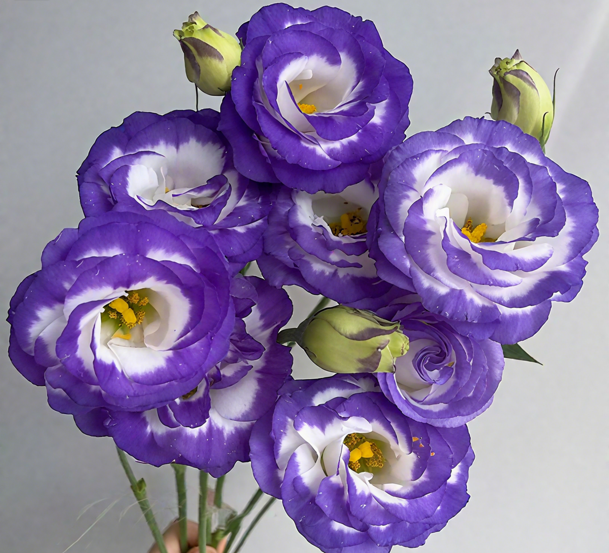 🔥🌺Low-maintenance Eustoma Flower Seeds🌈