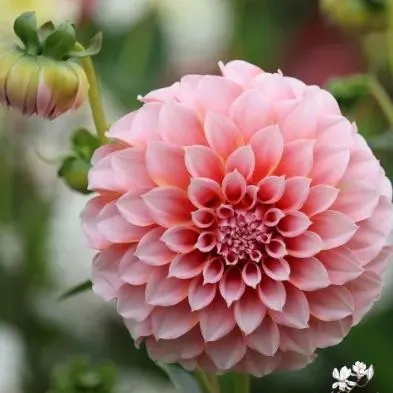 🌺Rare Dahlia