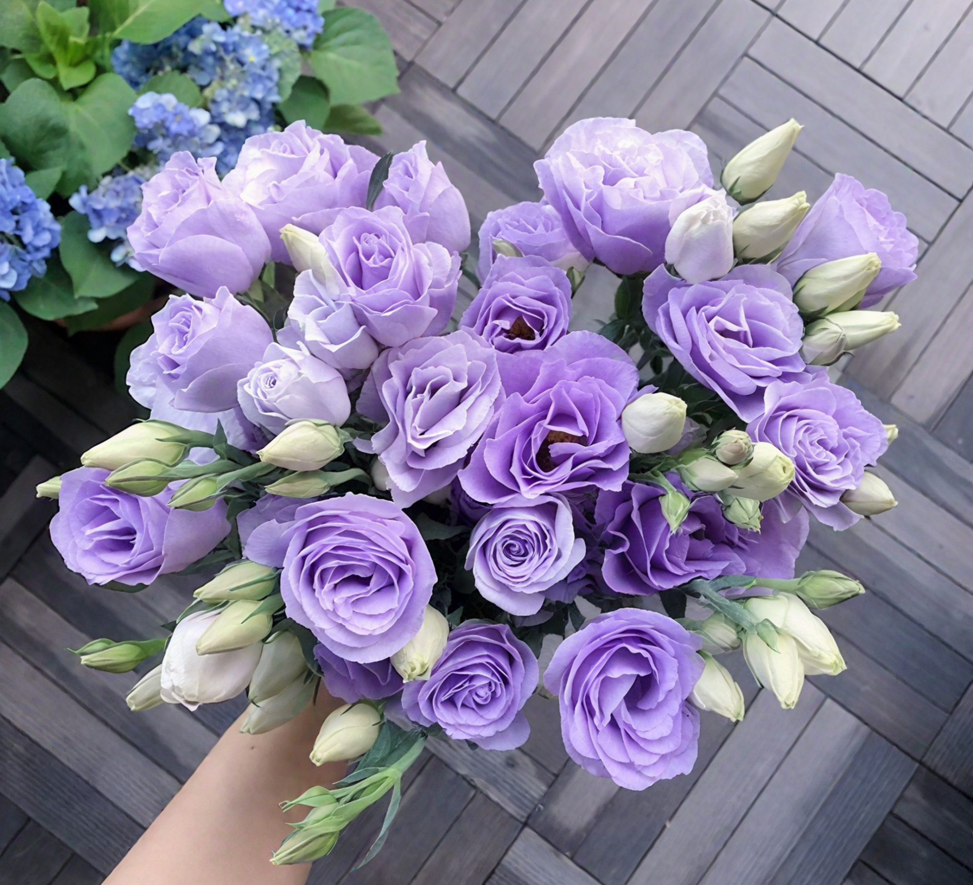 🔥🌺Low-maintenance Eustoma Flower Seeds🌈