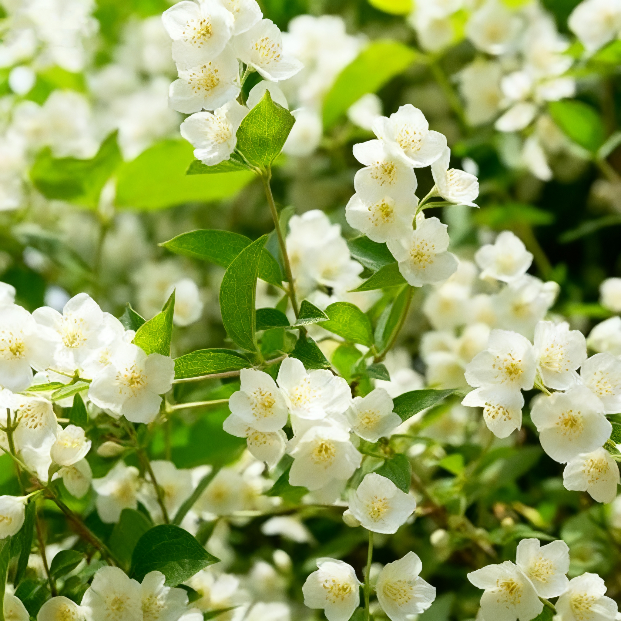 🔥⏰Last Day 49% OFF - Climbing Jasmine Flower Seeds - Nighttime Perfumer
