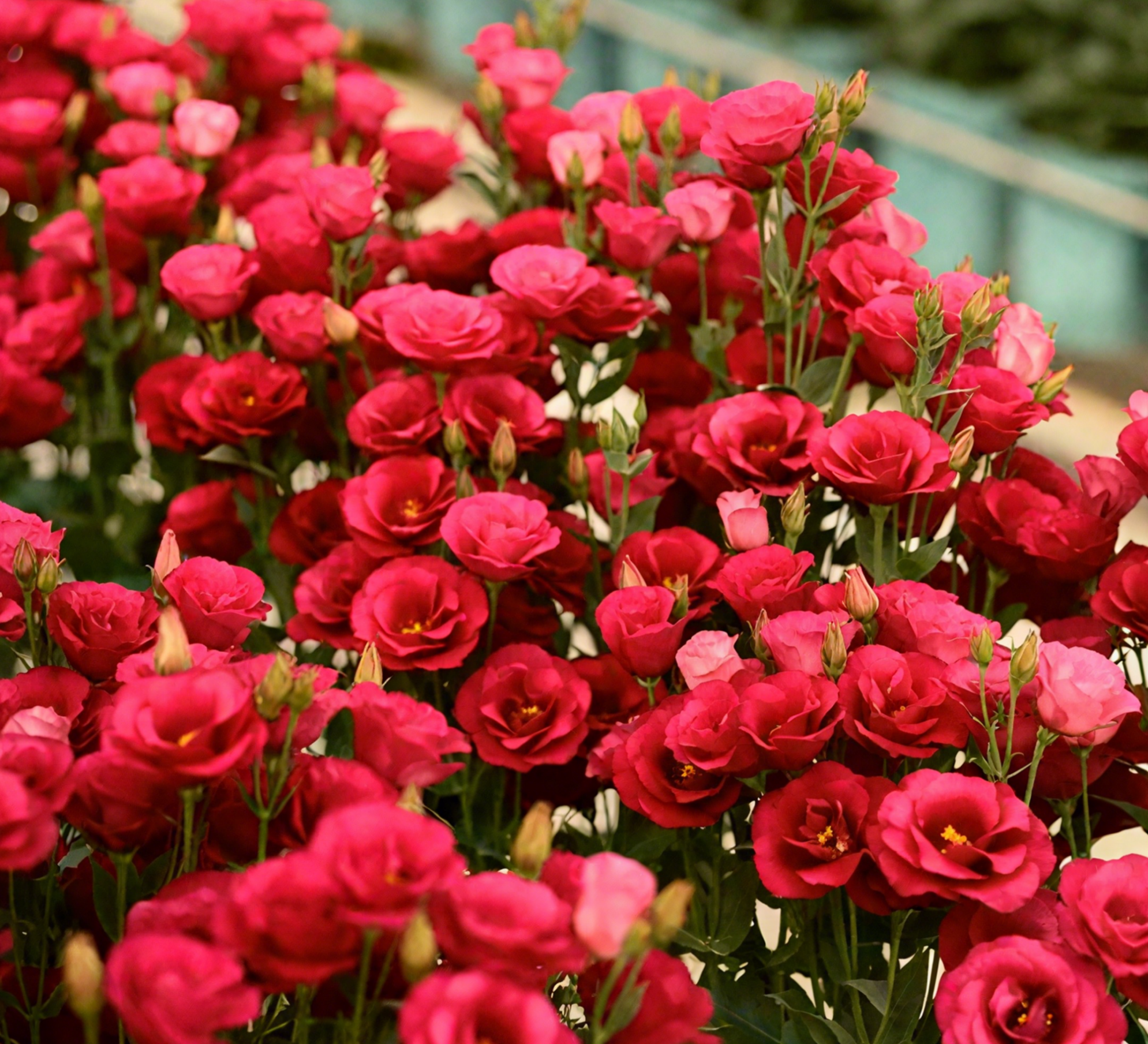 🔥🌺Low-maintenance Eustoma Flower Seeds🌈