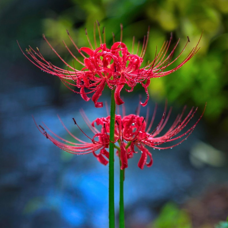 🌸Lycoris Radiata Multi-Color – Flowers of Mystery, Romance, and Everlasting Charm