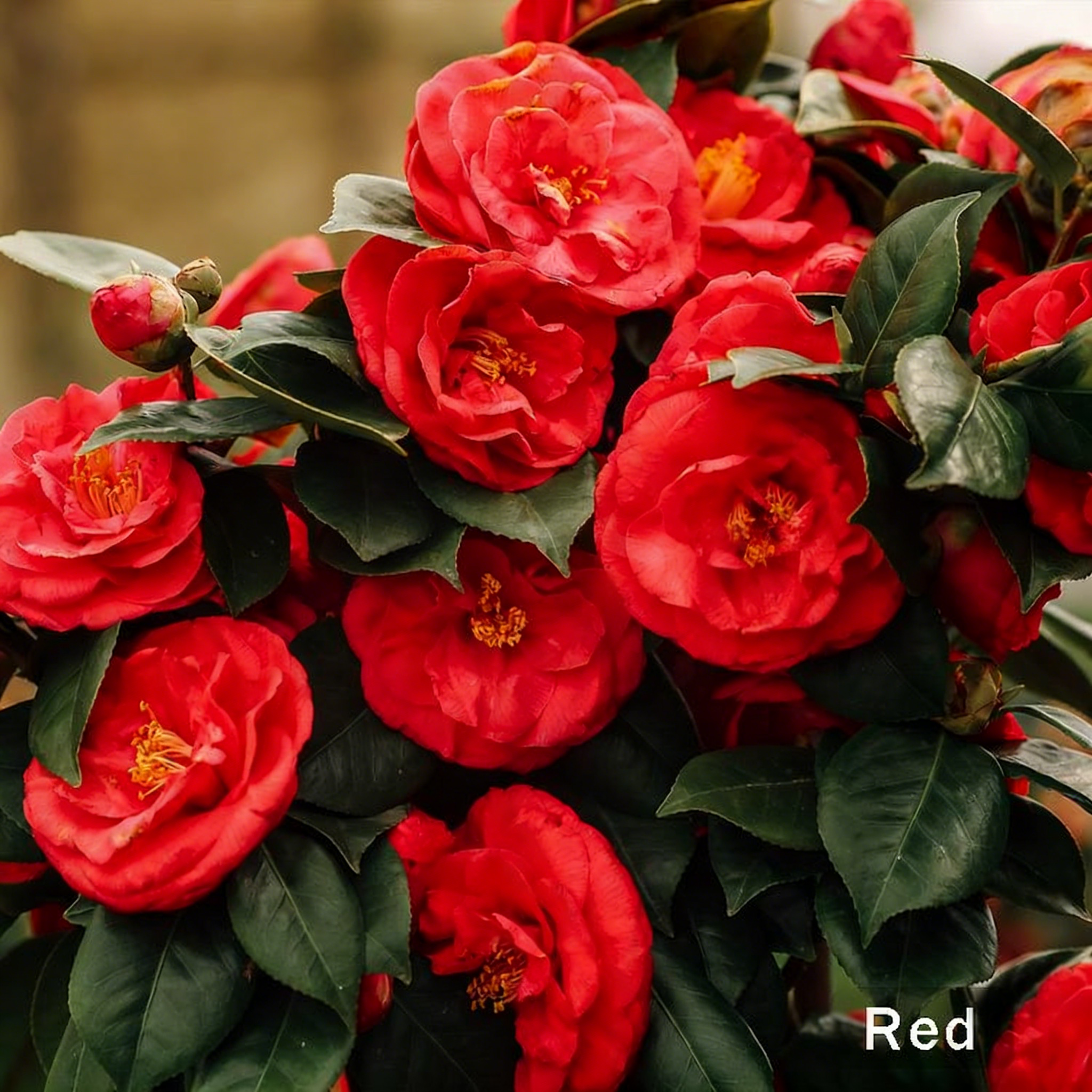 Camellia Flower Seeds – 8 Romantic Colors, Winter Blooming Beauty