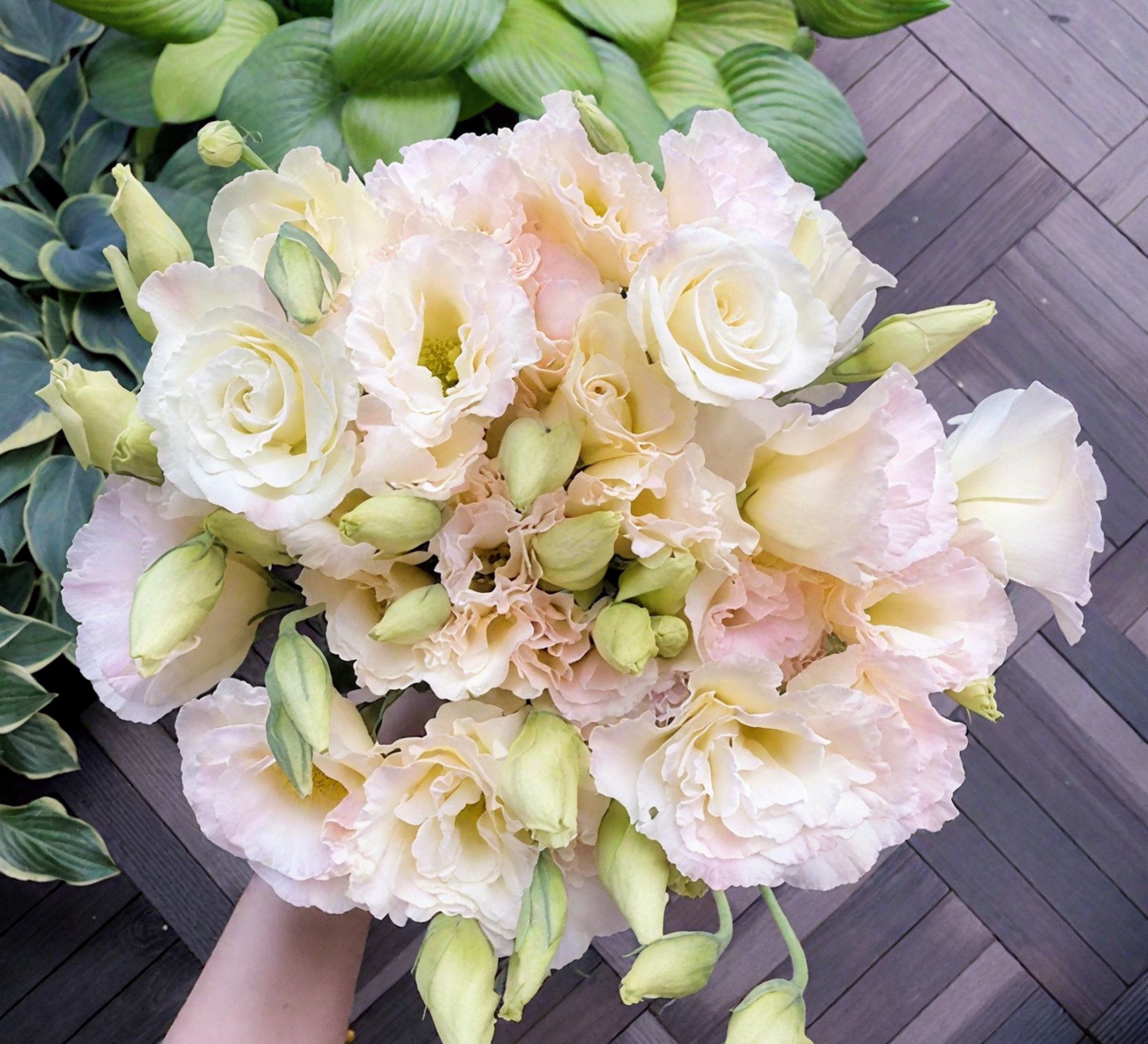 🔥🌺Low-maintenance Eustoma Flower Seeds🌈