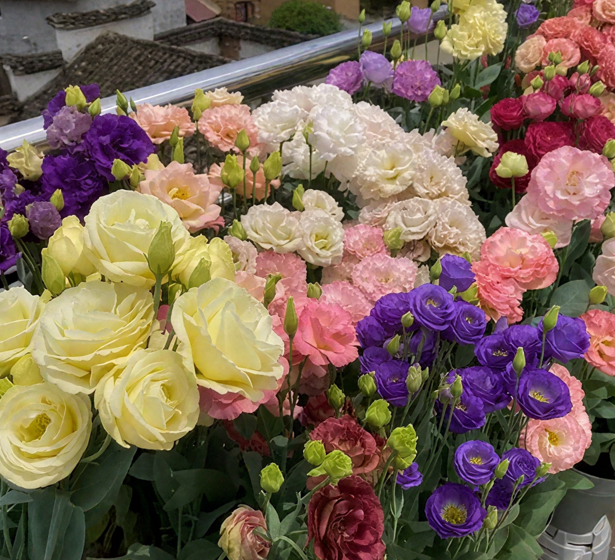 🔥🌺Low-maintenance Eustoma Flower Seeds🌈
