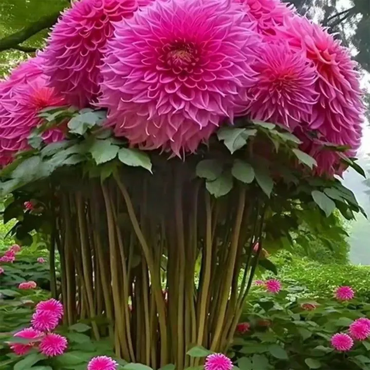 🌺Rare Dahlia