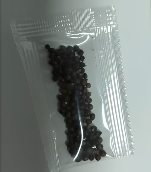 🎁2025 Special Offer🍃 Rare Coleus Flower Seeds🌿