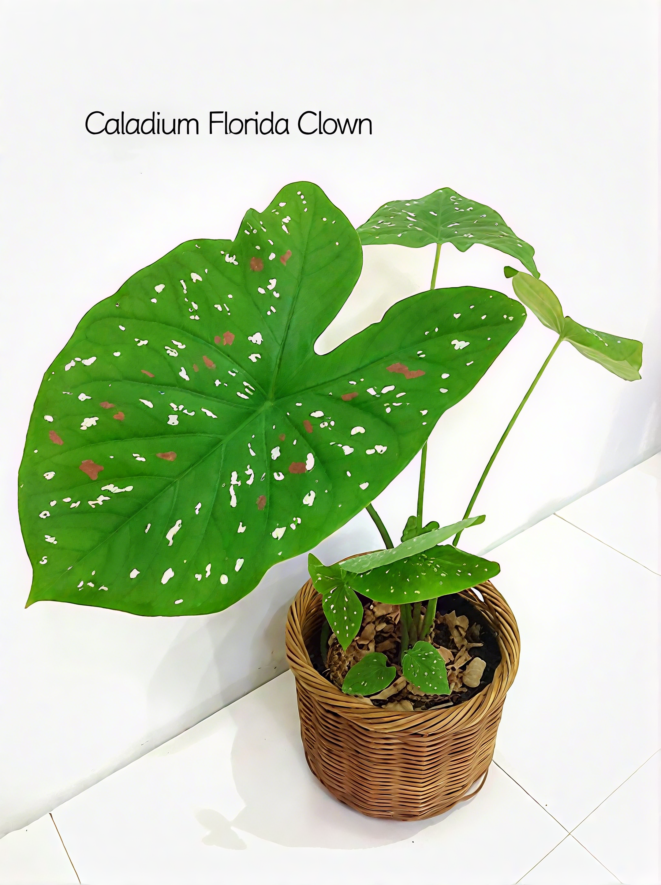 🌈 Bring Life & Color Home with Caladium – The Leaf That Inspires Joy!