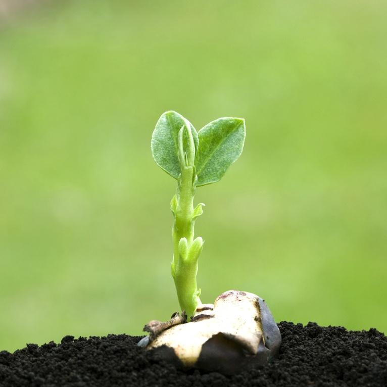 🌸Exclusive Giant Hosta Bulbs🌱—Majestic, towering, shade-loving beauties🌿