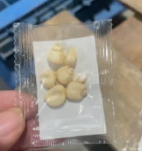 🍅Vegetable Seed Vault Kit | 35 Variety Pack🥒