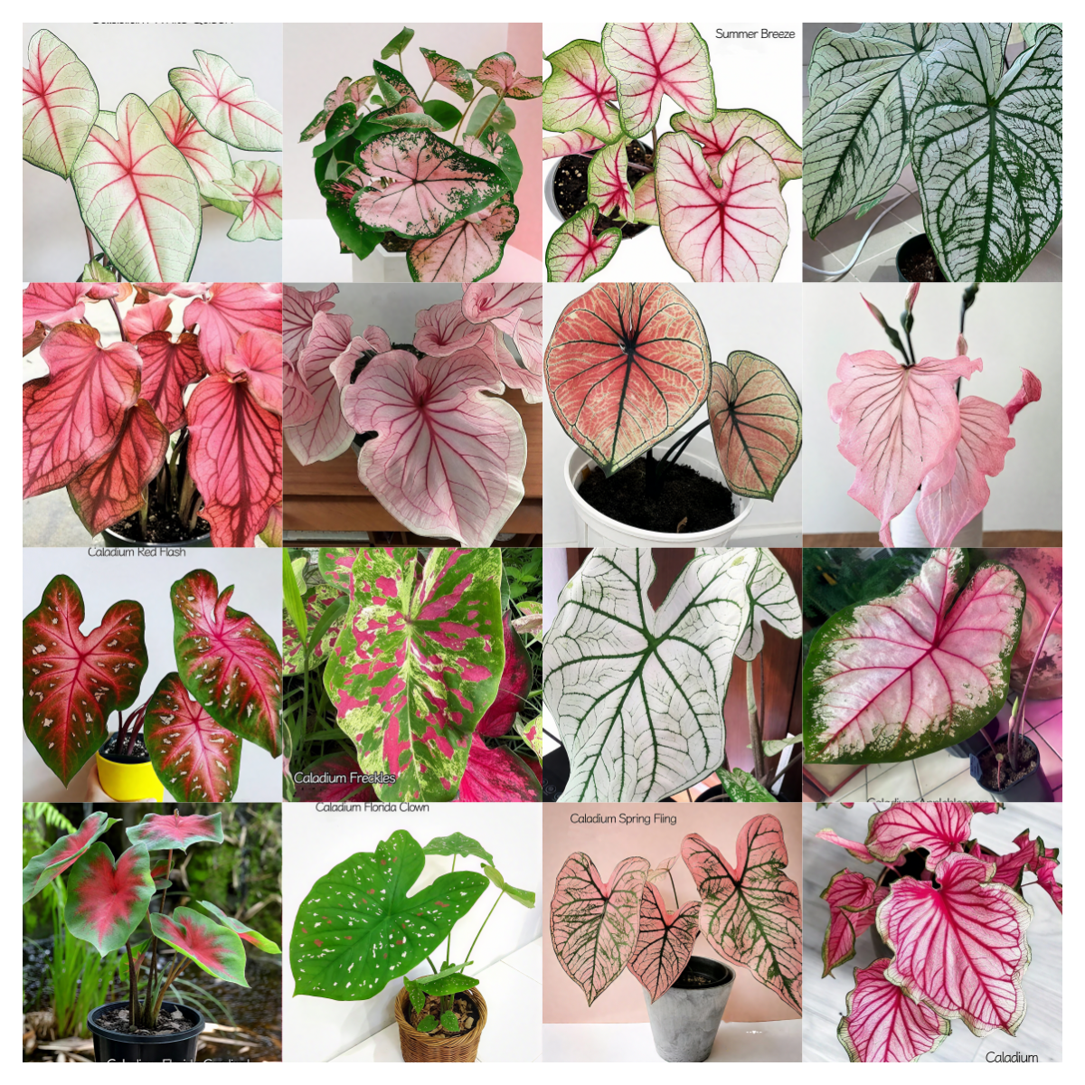 🌈 Bring Life & Color Home with Caladium – The Leaf That Inspires Joy!