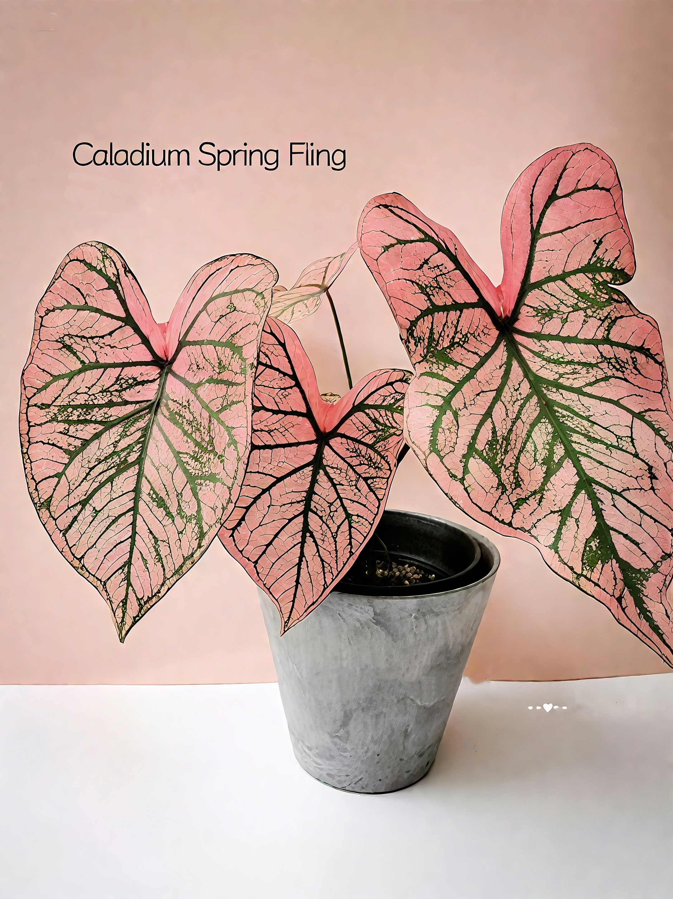 🌈 Bring Life & Color Home with Caladium – The Leaf That Inspires Joy!