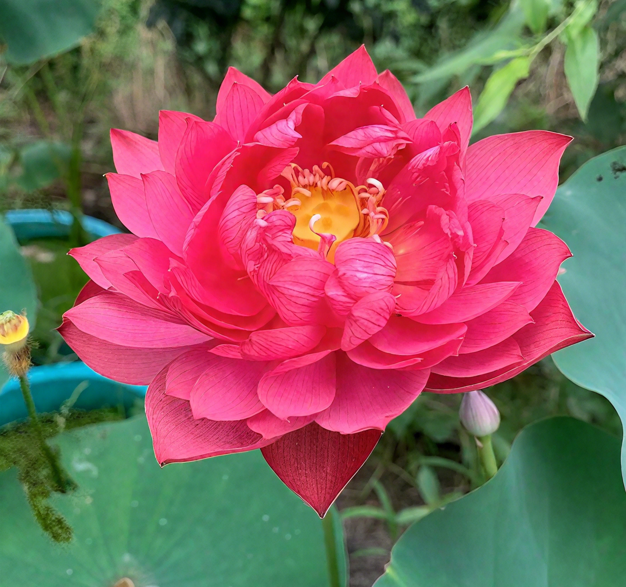 💐The Sacred Bonsai Bowl Lotus Flower Seeds