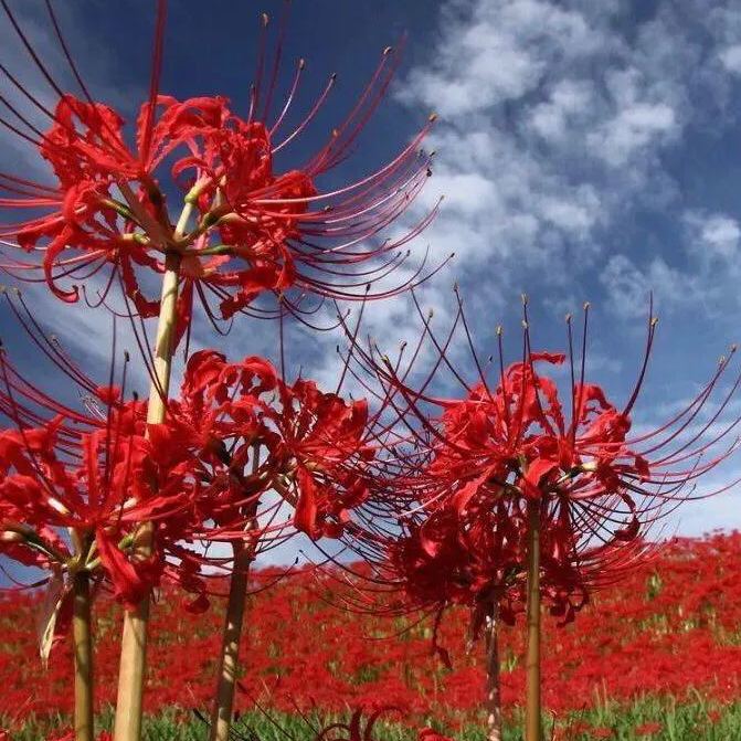 🌸Lycoris Radiata Multi-Color – Flowers of Mystery, Romance, and Everlasting Charm