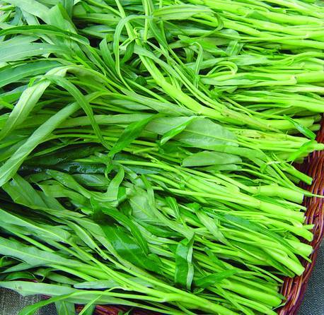 TRIPLE-STEM WATER SPINACH, KANGKONG, ONG CHOY SEEDS