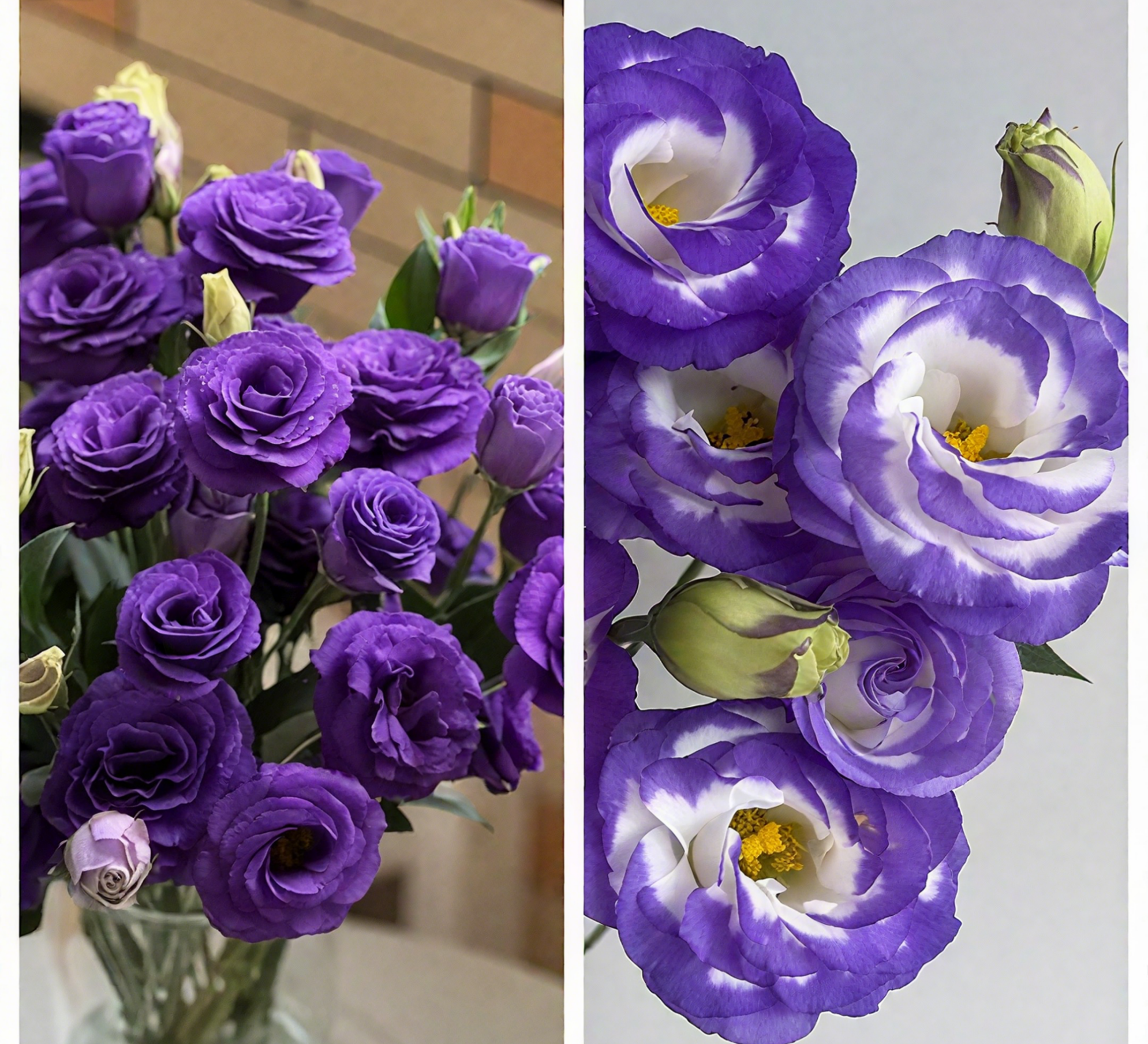 🔥🌺Low-maintenance Eustoma Flower Seeds🌈