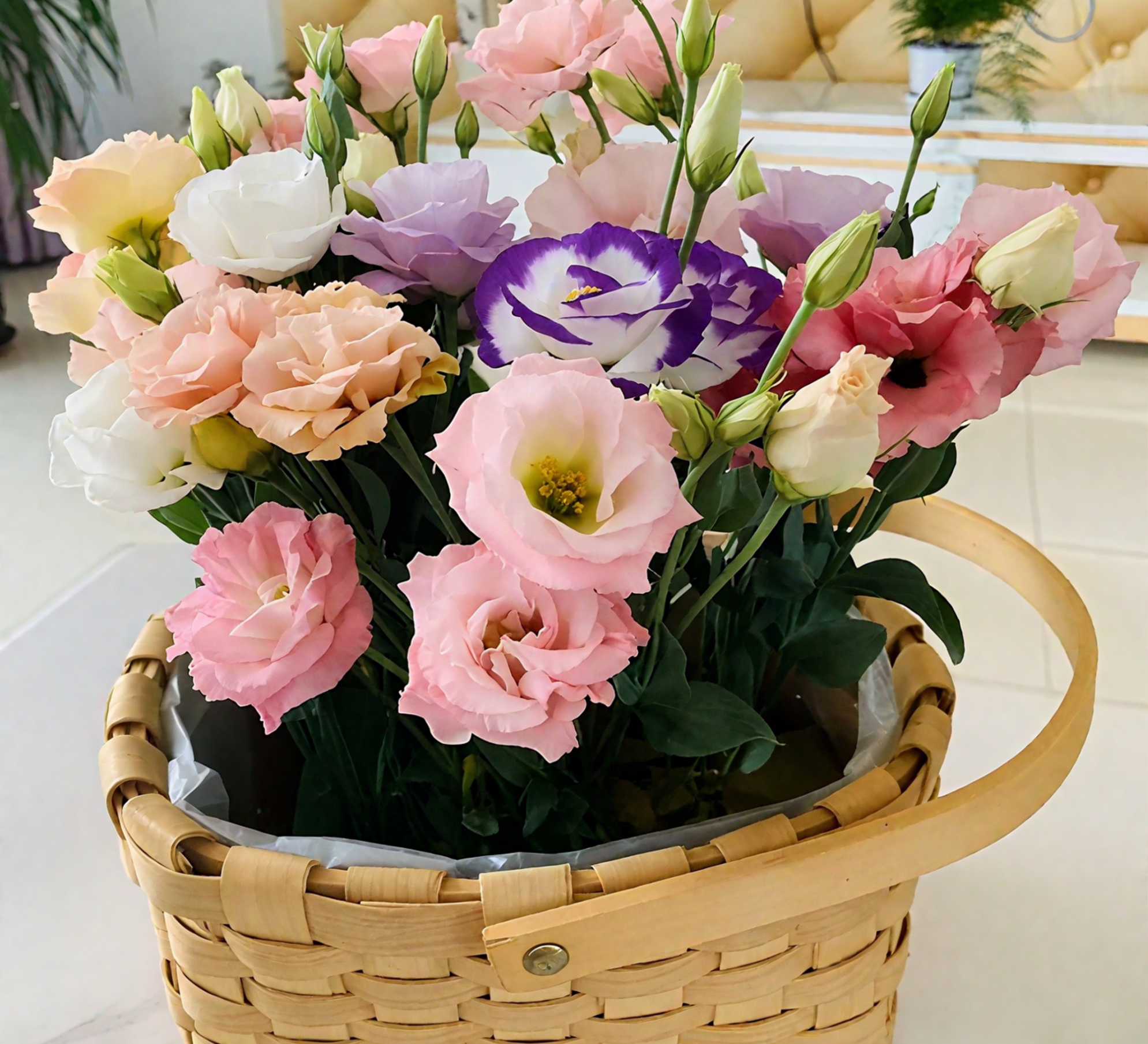 🔥🌺Low-maintenance Eustoma Flower Seeds🌈