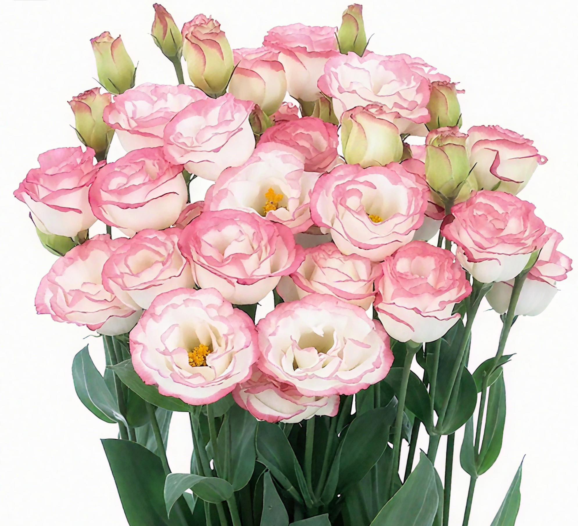 🔥🌺Low-maintenance Eustoma Flower Seeds🌈