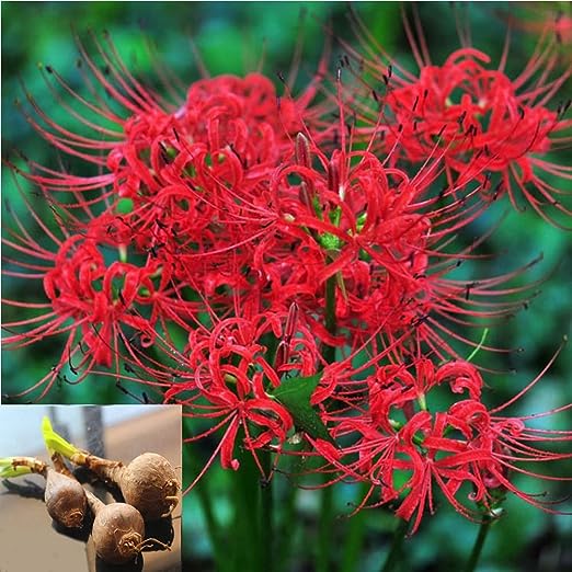 🌸Lycoris Radiata Multi-Color – Flowers of Mystery, Romance, and Everlasting Charm