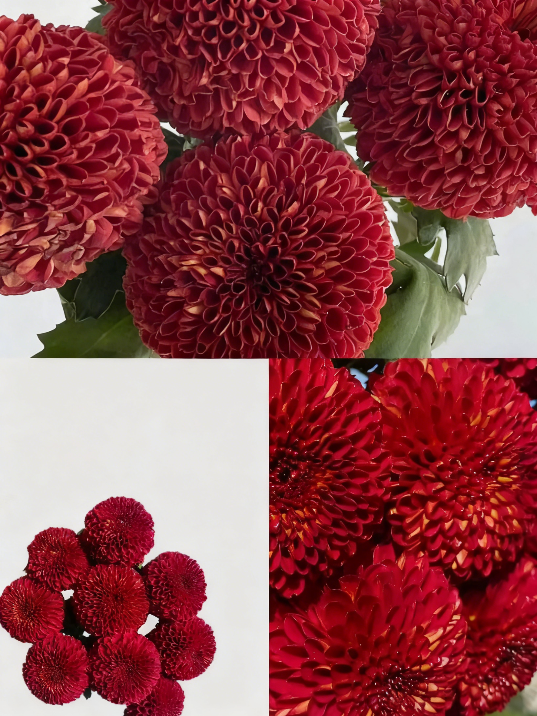 🏵️Colorful Ping Pong Chrysanthemum Seeds