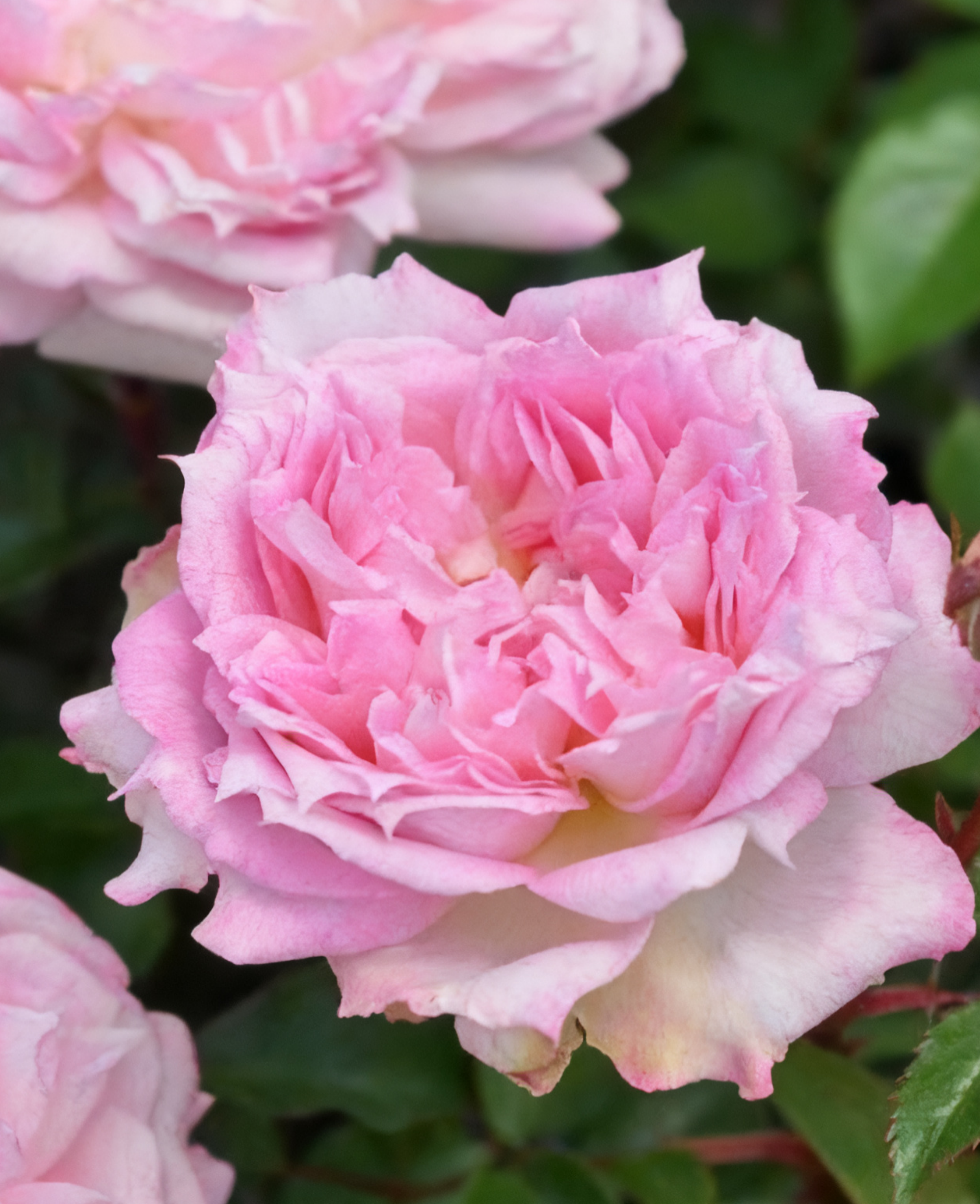 🌹 Yueji Rose – The Flower That Never Stops Blooming 🌸✨