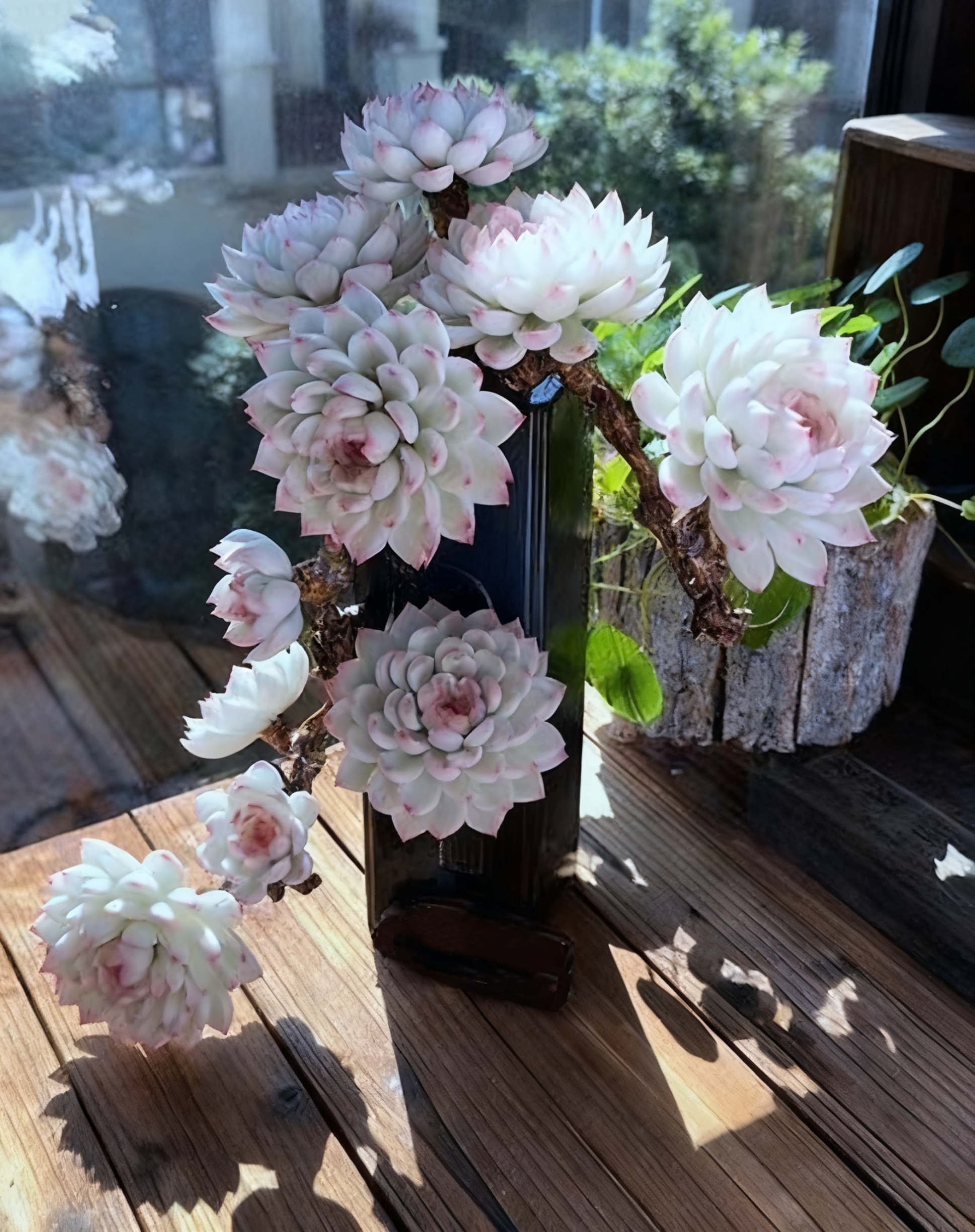 🌈 Dream Rainbow Succulent – A Touch of Color for Your Garden 🌱