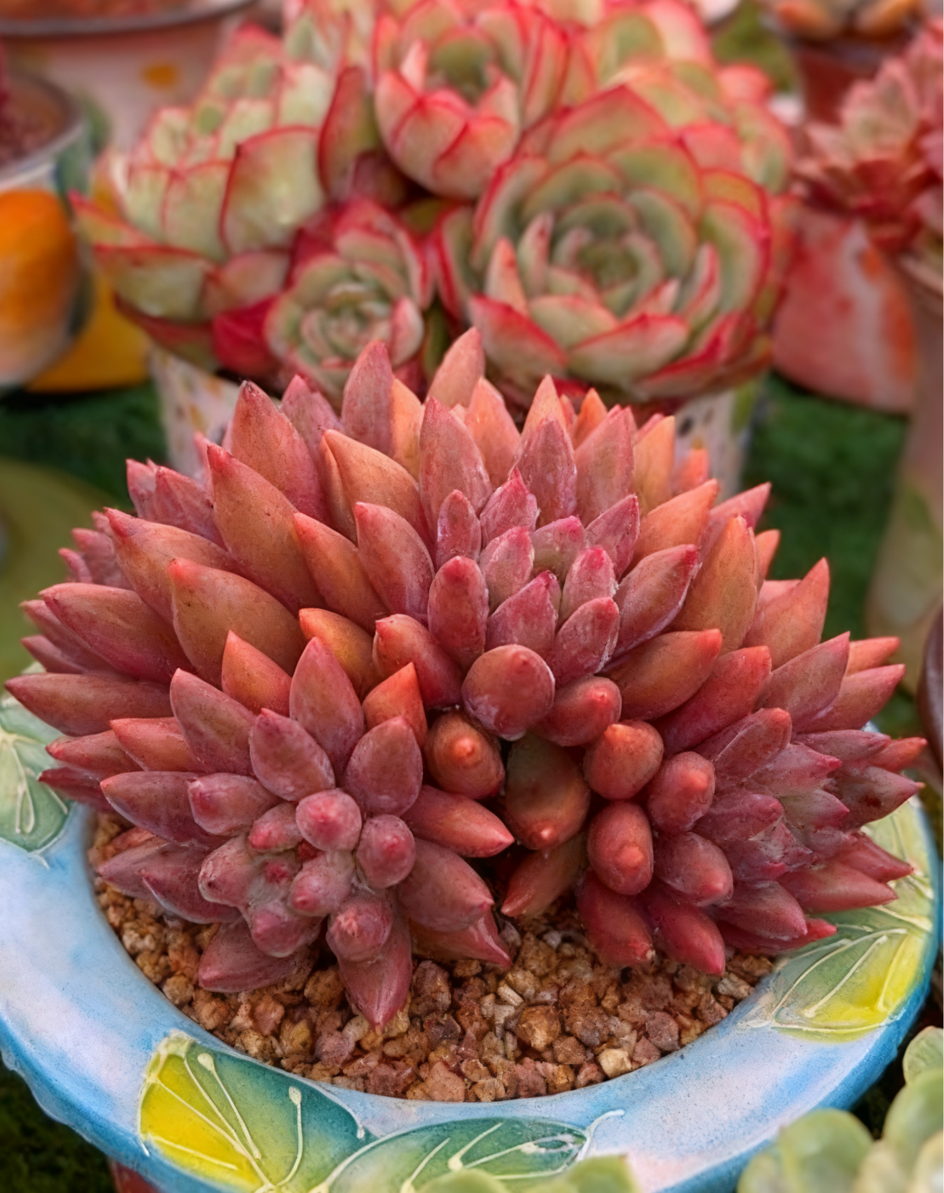 🌈 Dream Rainbow Succulent – A Touch of Color for Your Garden 🌱