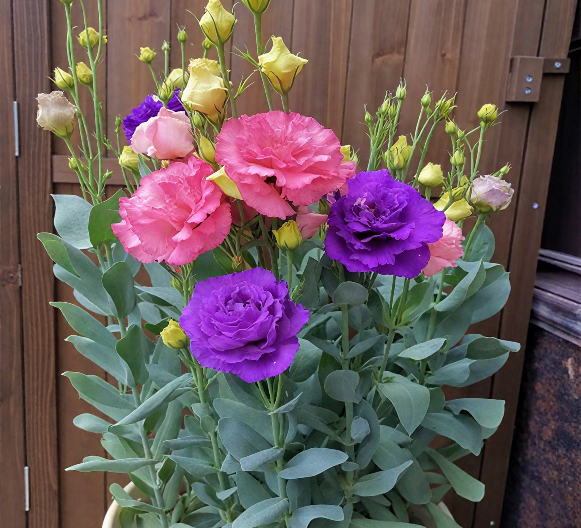 🔥🌺Low-maintenance Eustoma Flower Seeds🌈