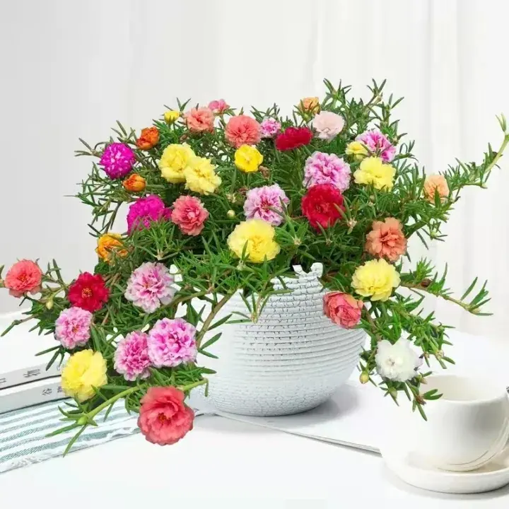 100 Seeds Pack – Mixed Portulaca (Moss Rose) Flower Seeds | Easy to Grow, Perfect for Garden & Pots