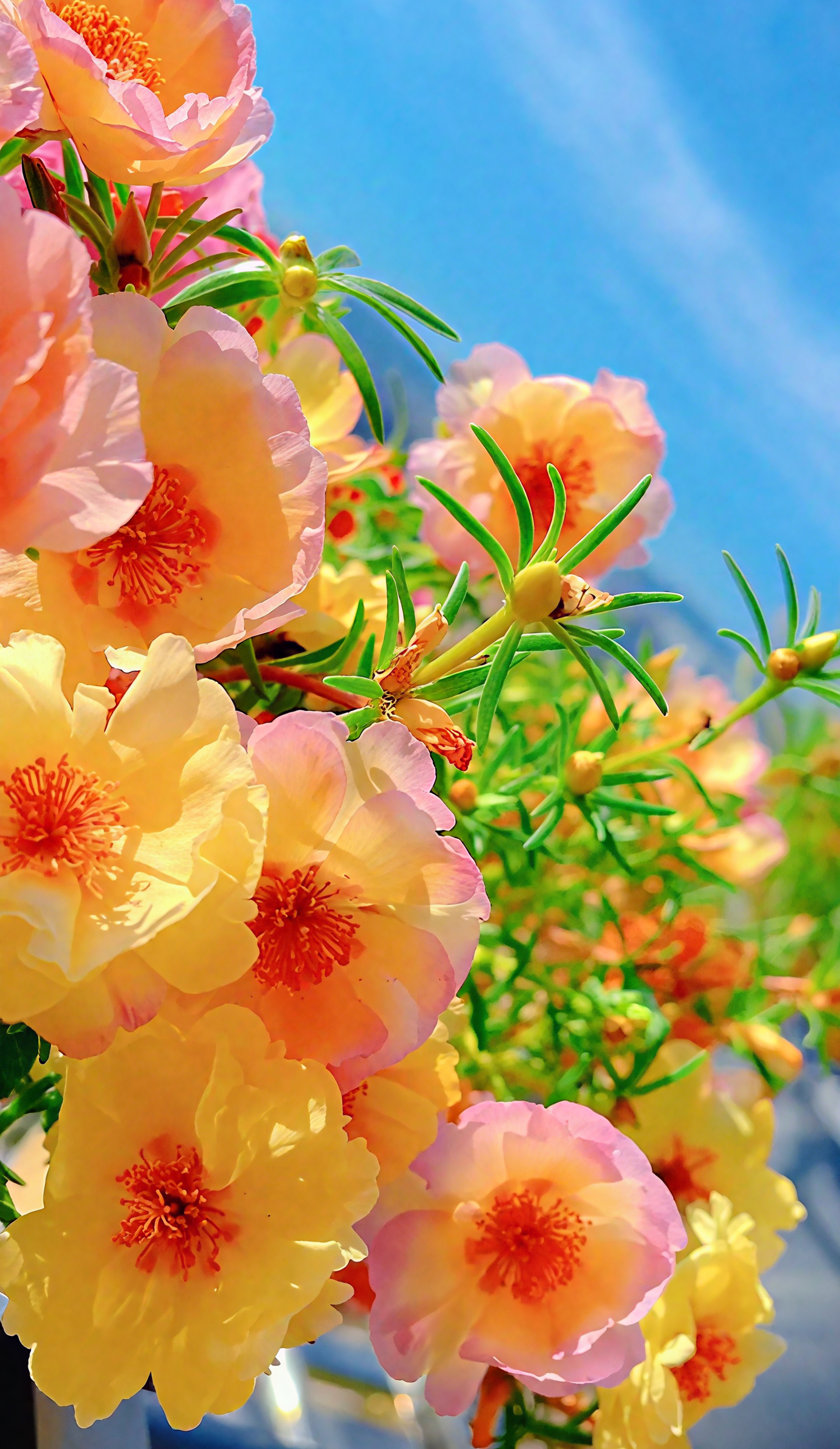 🌼Muti-color Moss Rose-Double Petal Sunflower