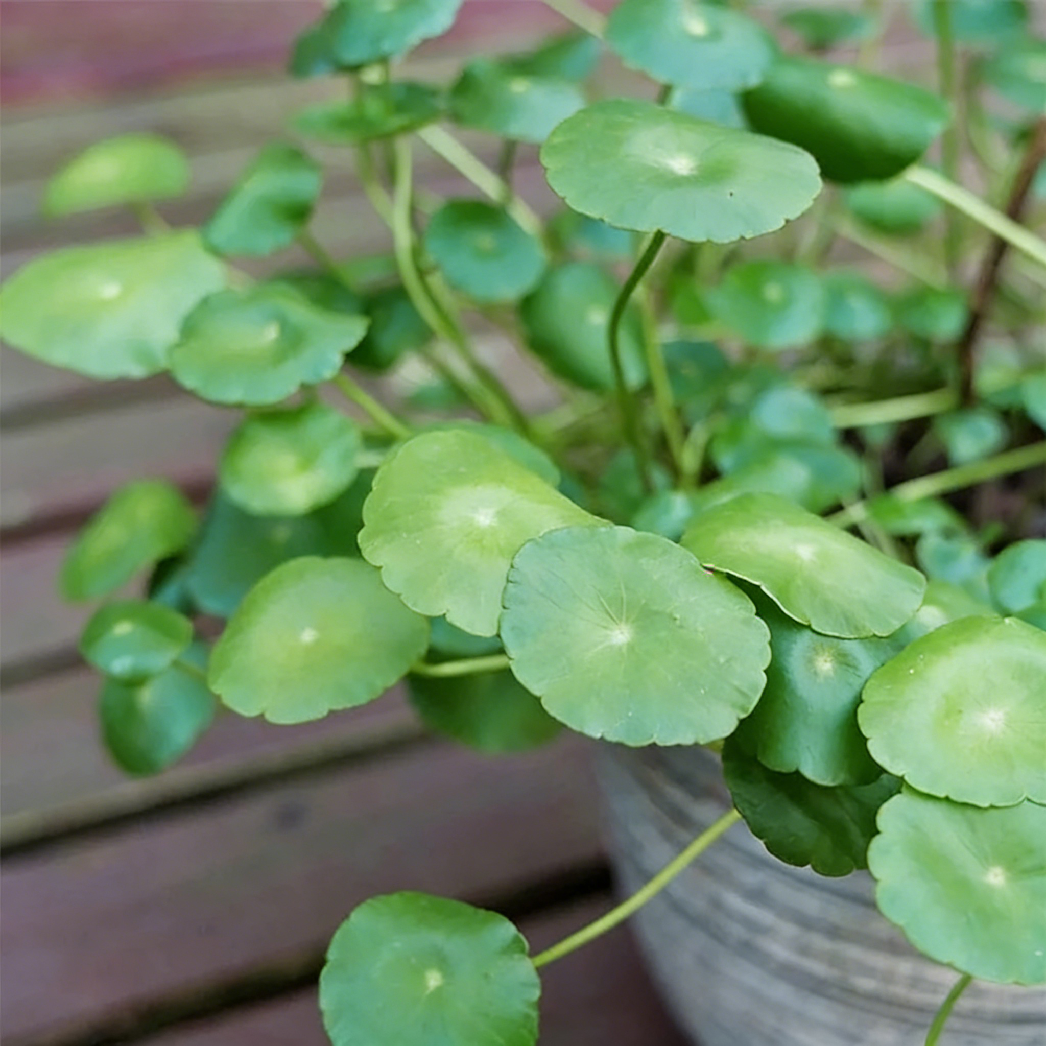 🍀Hydrocotyle Vulgaris Seeds-Copper Coin Grass