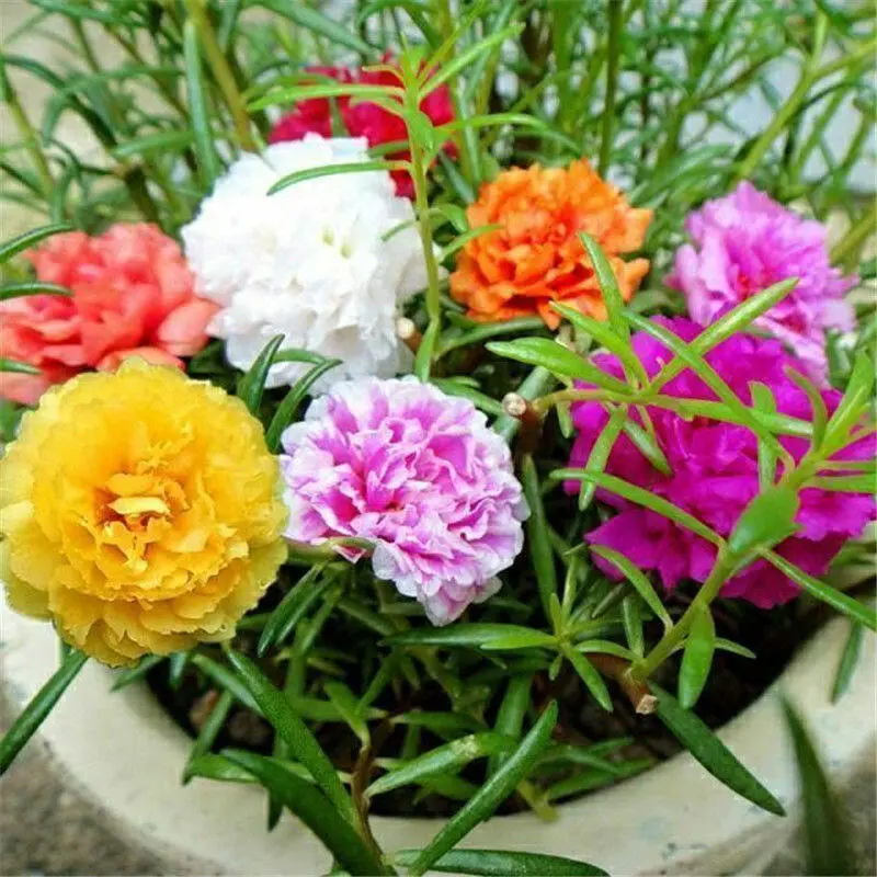 100 Seeds Pack – Mixed Portulaca (Moss Rose) Flower Seeds | Easy to Grow, Perfect for Garden & Pots