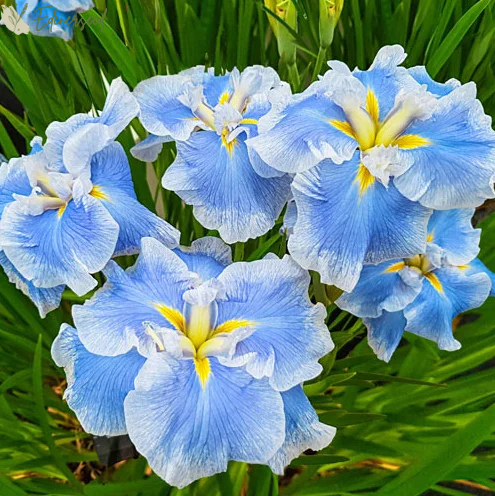 Multi Iris Seeds: Vibrant, Resilient, and Spectacular Blooms