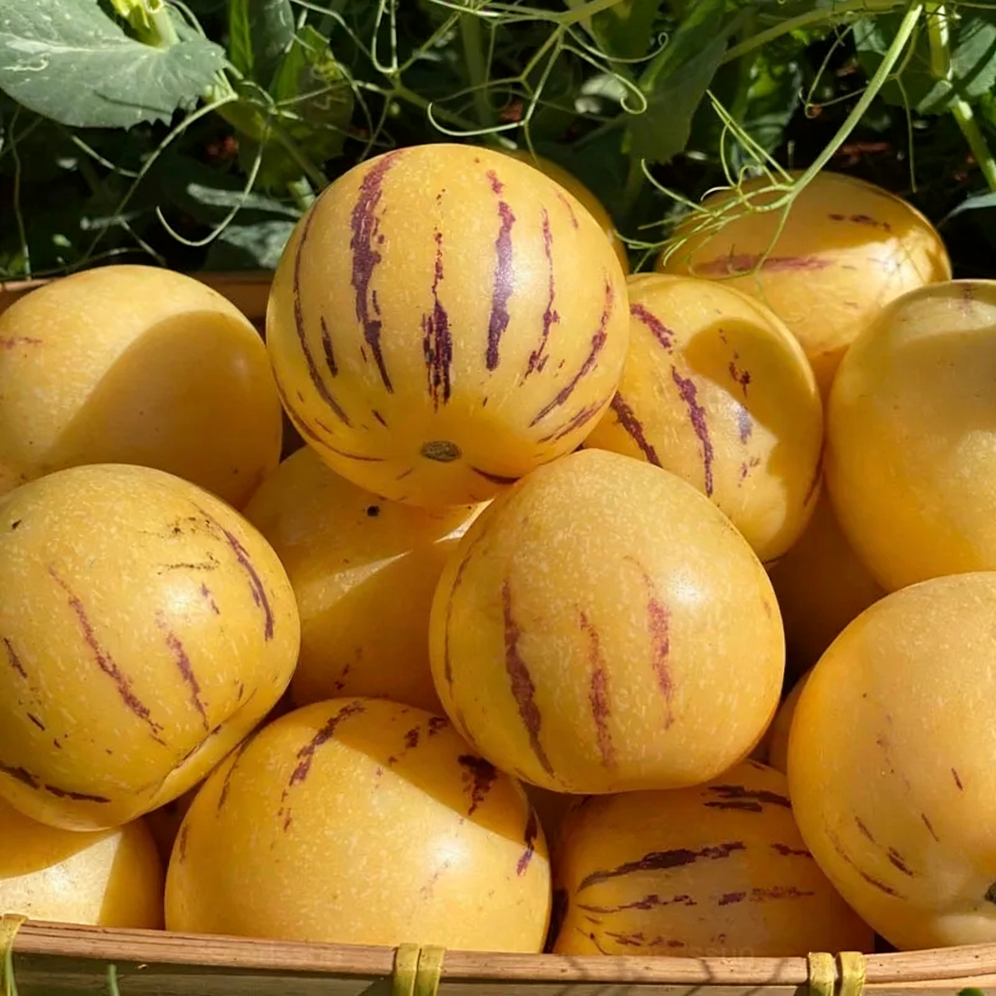 🌿Ginseng Fruit Seeds-Easy To Grow🌱