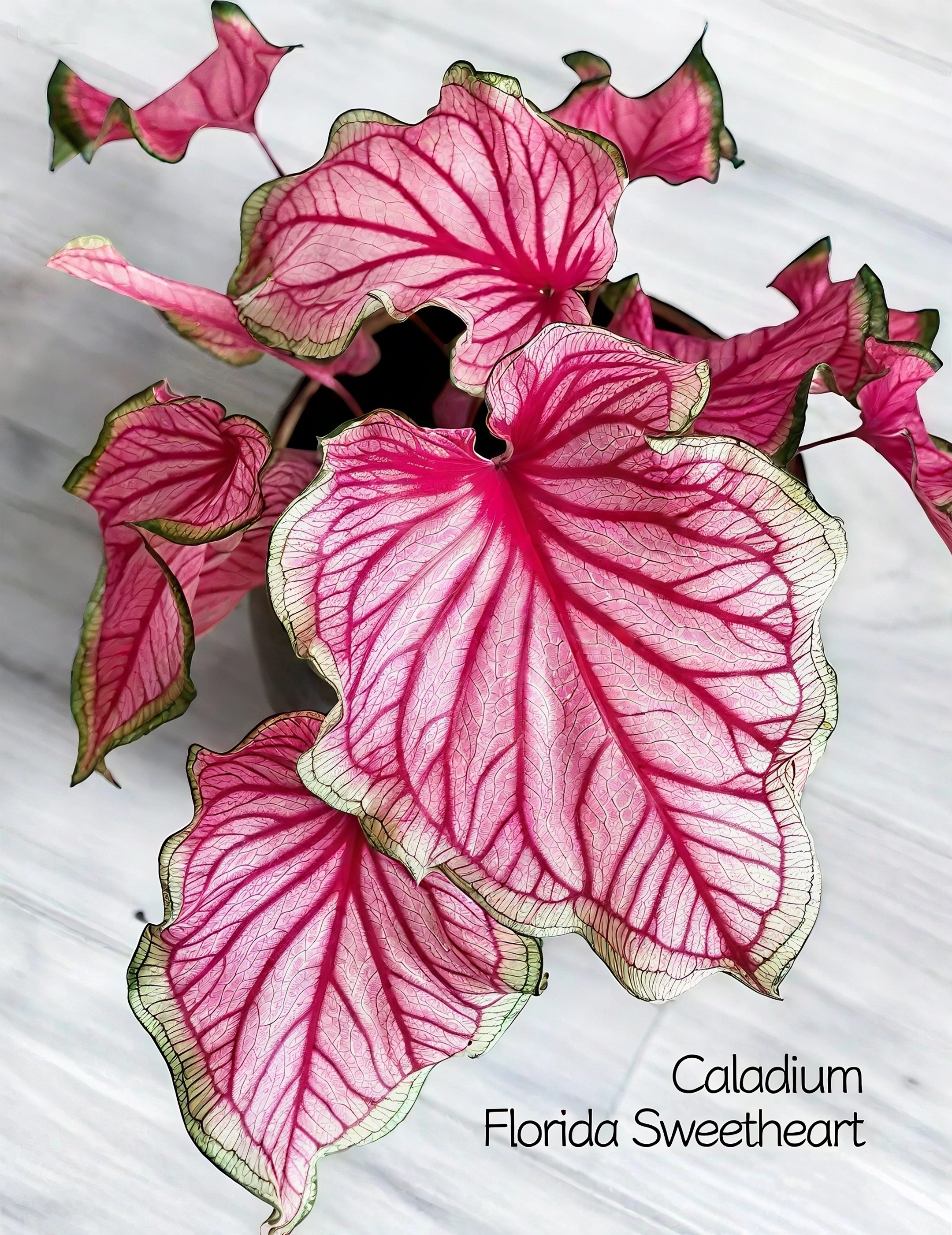 🌈 Bring Life & Color Home with Caladium – The Leaf That Inspires Joy!