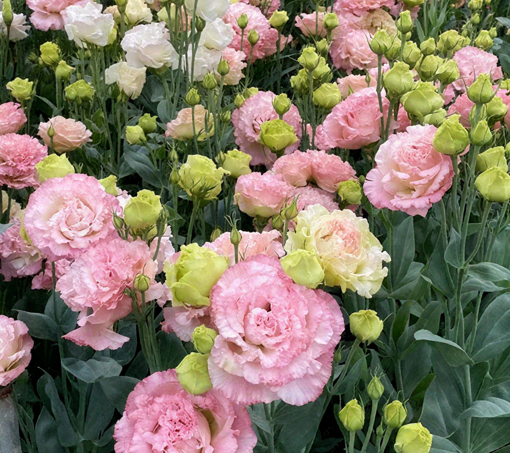 🔥🌺Low-maintenance Eustoma Flower Seeds🌈